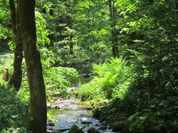 Lauterbacher Wandersteig