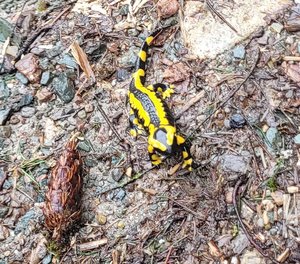 Montags in die Natur: Amphibien