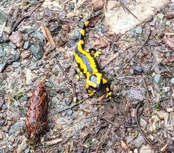Montags in die Natur: Amphibien